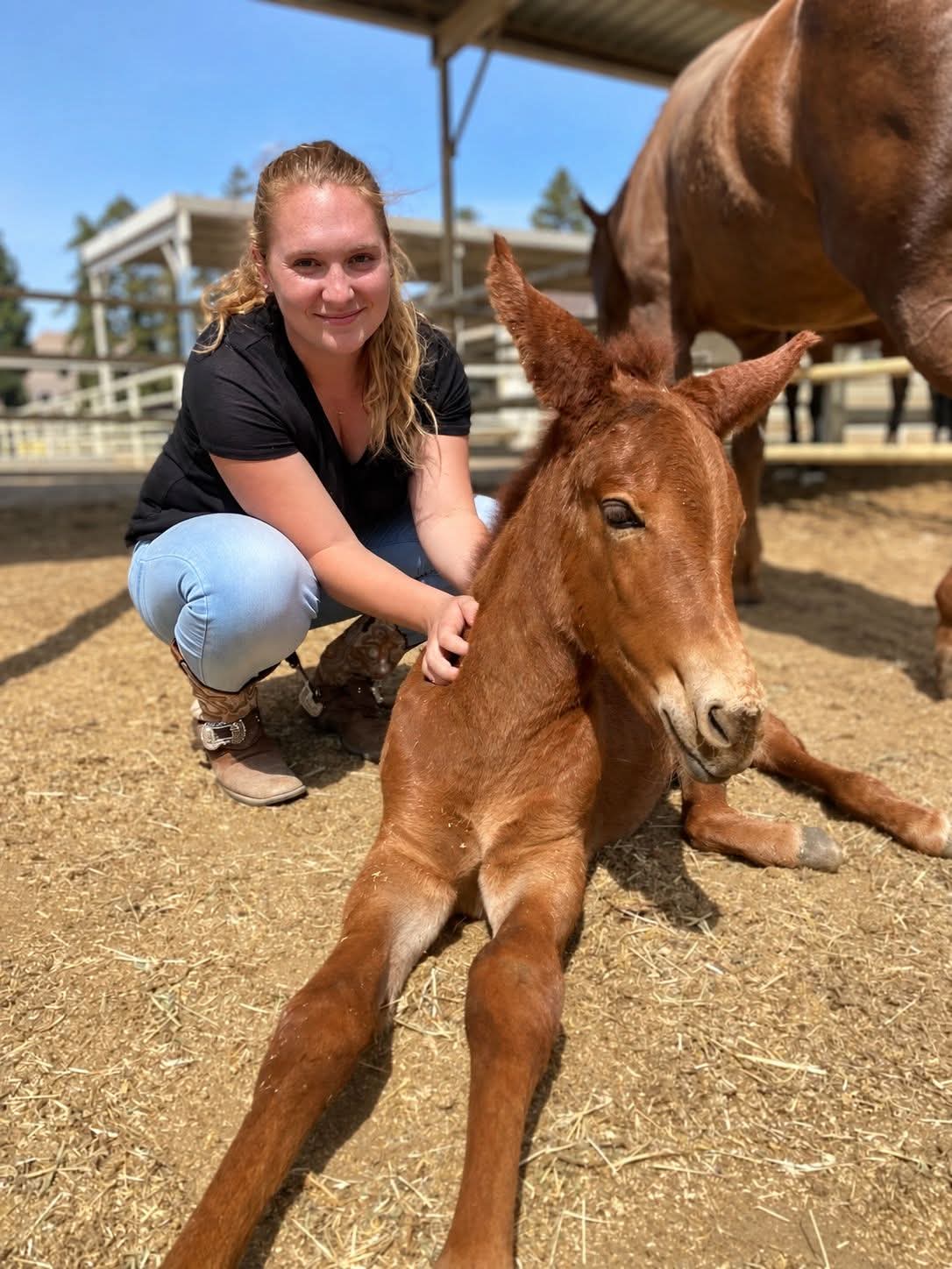 Smiling woman in cowboy boots pets a brown mule foal resting on the ground outdoors.